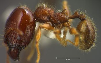Media type: image;   Entomology 34391 Aspect: habitus lateral view